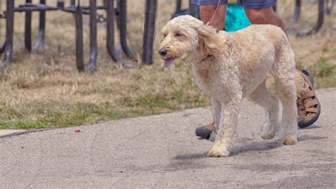 Goldendoodle Behaviour And Obedience Training At Your Home In Yorkshire