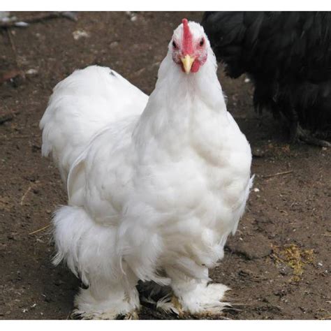 Cackle Hatchery White Cochin Bantam Chicken Straight Run Male And