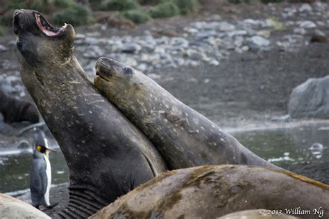 Postcards From Ngland Elephant Seal Sex South Georgia And Antarctica