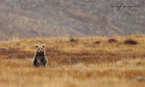 Himalayan Brown Bear Himalayan Brown Bears Exhibit Sexual Flickr
