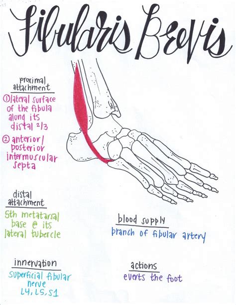 Fibularis Brevis Muscle Anatomy Human Anatomy And Physiology Lymph