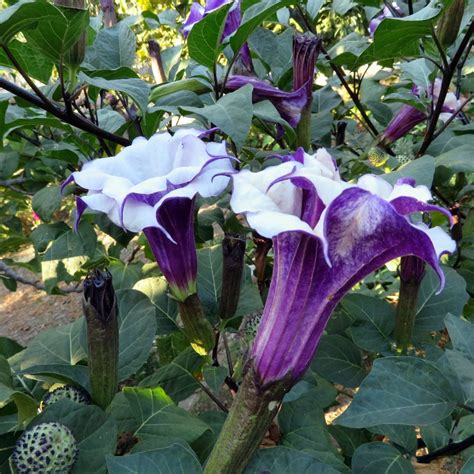 Purple Double Ballerina Datura Metel 10 Seeds