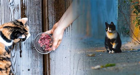 What Do Stray Cats Eat And Drink In Cities And The Countryside