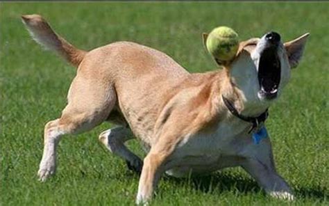 Hilarious Dog Fails 25 Pics