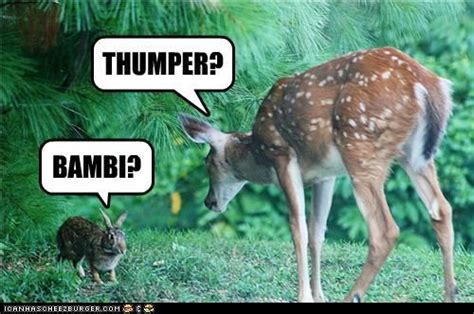 Thumper Bambi Animal Memes Funny Animals Cute Animals Animal Humor