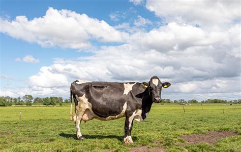 Sapi Pied Hitam Holstein Friesian Di Belanda Berdiri Di Atas Rumput Di