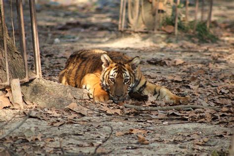 South China Tiger Cub Male Zoochat