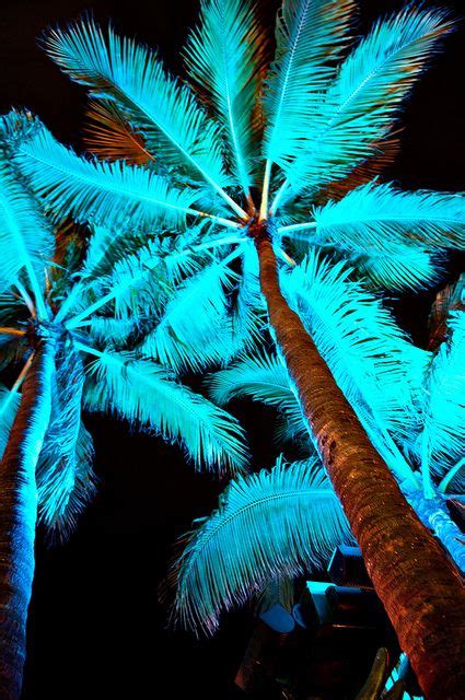 Flickriver Limewave Photos Photos Tagged With Neon Palm Trees