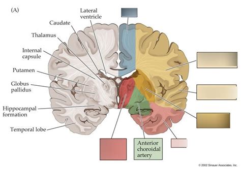 Exam 1 Brain Artery Distribution Coronal Section Diagram Quizlet