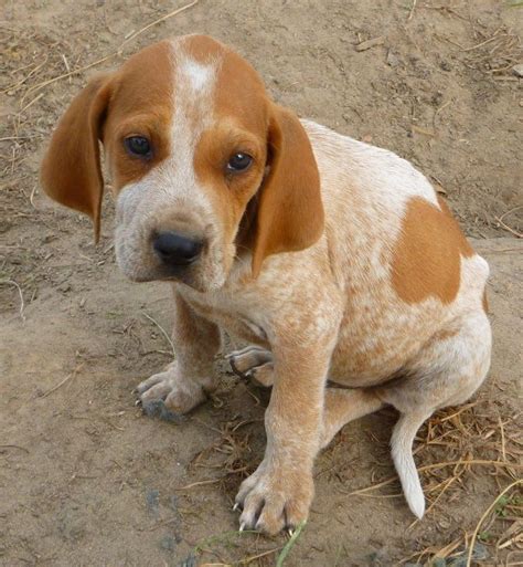 American English Coonhound Redtick Coonhound Red Tick Coonhound