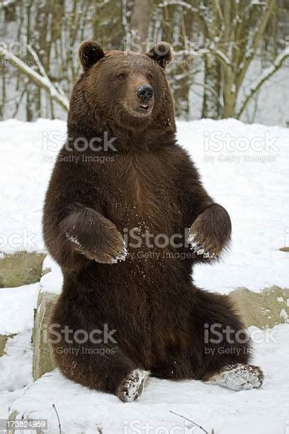 Funny Brown Bear Stock Photo Download Image Now Bear Begging