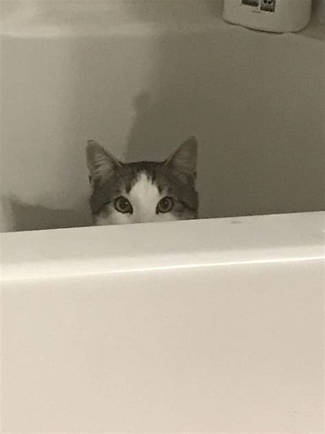 Peeking Cat Cats