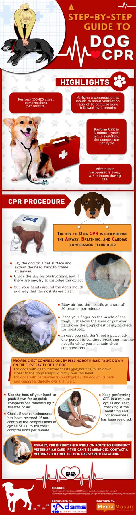 How To Perform Cpr On A Dog Infographic Adams Safety Training