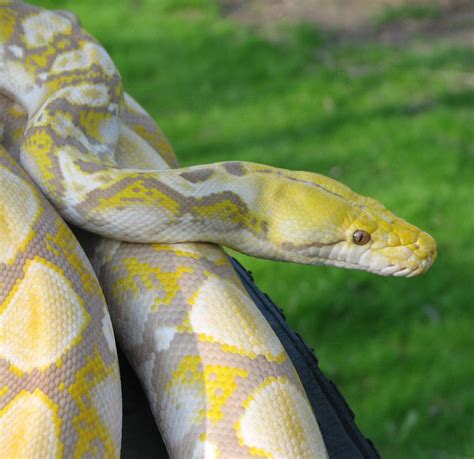 Albino Reticulated Python Harlequin Het Albino Reticulated Python