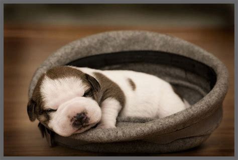 16 Cutest Sleeping Puppies Amo Images Amo Images