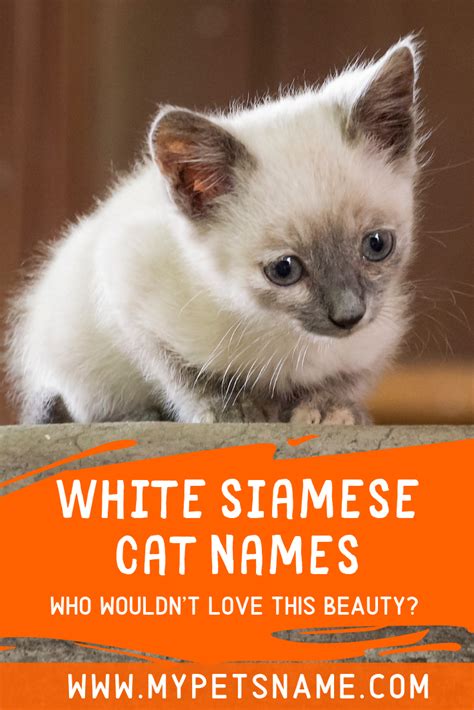 Siamese Cat Names Boy Cats Types