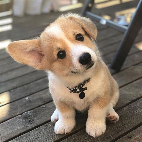 Pin By Eᗰeᖇᔕoᑎ On Dogs Cute Animals Cute Corgi Puppy Cute Dogs