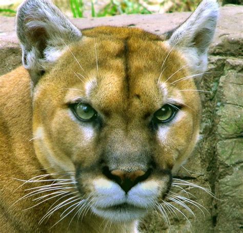 A Mountain Lion In Huntsville One Reader Says She Saw It Officials