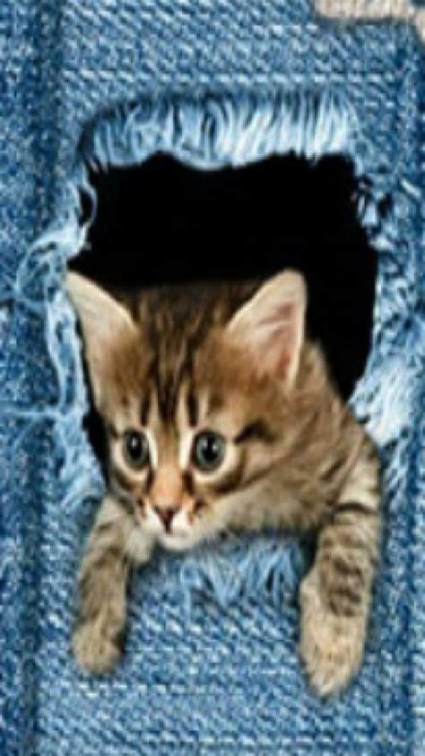 Peek A Boo Cat Denim Feline Fun Hiding Kitten Kitty Playing Hd