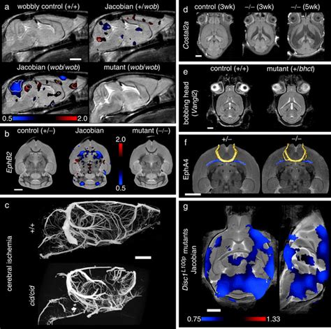 Mouse Phenotyping With Mri Radiology Key