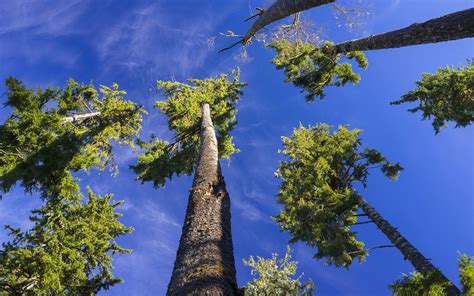 Tall Trees With Small Branches And Blue Sky Wallpaper Download 5120x3200