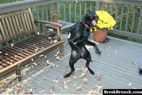8 Funny Dog Pictures Breakbrunch