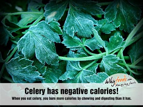 Celery Has Negative Calories When You Eat Celery You Burn More