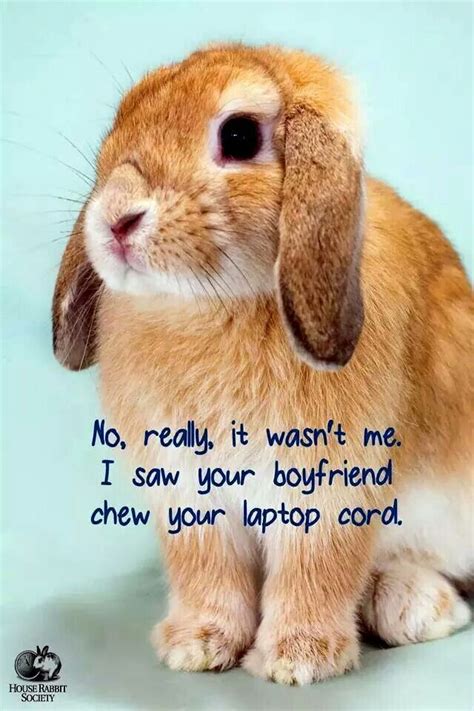 Pin By Audrey Fial On Bunnies Funny Rabbit Rabbit Funny Bunnies