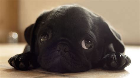 Cute Pug Wallpapers 69 Images