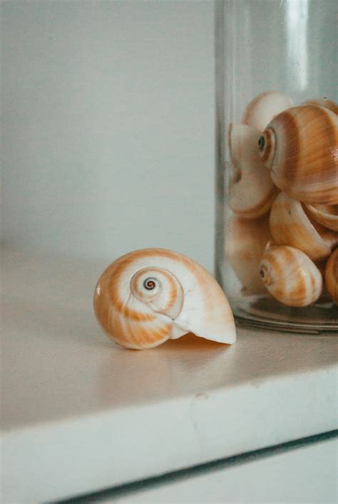 Sea Shells 5 Best Free Sea Shell Seashell And Animal Photos On Unsplash