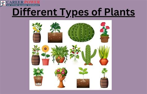 Different Types Of Plants