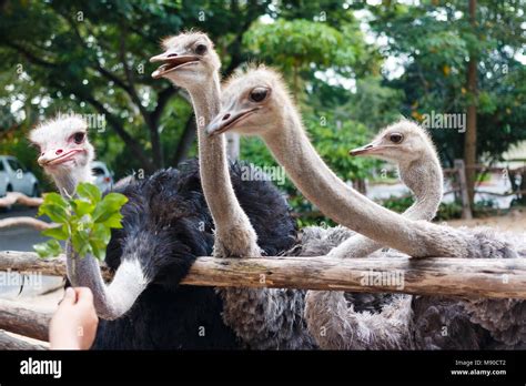 Ostriches Eating Leaf Stock Photo Alamy