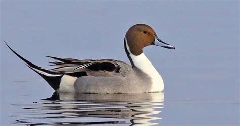 Northern Pintail Identification All About Birds Cornell Lab Of