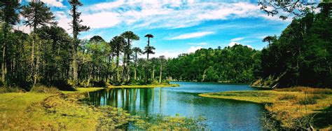 Fondos De Pantalla Árboles Paisaje Bosque Lago Naturaleza