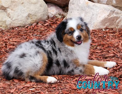 Midnights Blue Merle Male 1 Color Country Aussies
