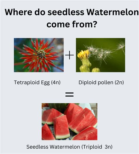 How To Grow Seedless Watermelon Seeds Plants Craze