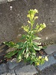 Oenothera deflexa | FR Onagre à petites fleurs Oenothera par… | Flickr