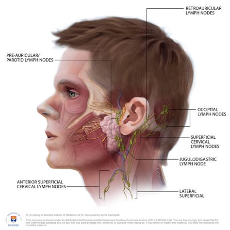 Back Of Neck Anatomy Lymph Is It Normal To Feel Lymph Nodes In The
