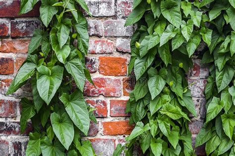 Old Brick Wall With A Climbing Green Plant Stock Photo Image Of