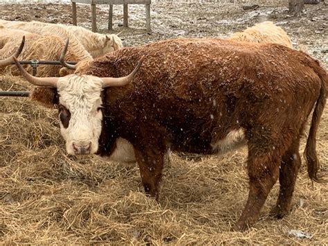 Hereford Scottish Highland Cross Breed Cow Scottish Highland Cattle