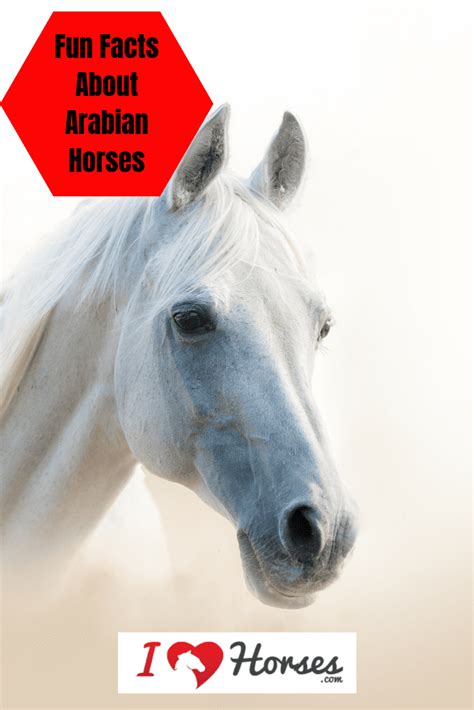 8 Things You May Not Have Known About Arabian Horses In 2020 With
