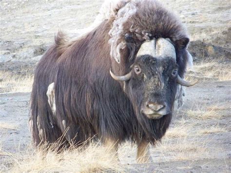 The zodiac sign ox occupies the second position in the chinese zodiac. The Muskox | Amazing Creature Facts & Photographs | The ...