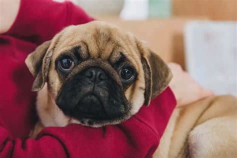 Pug Dog Breed Profile Temperament Care And Proscons