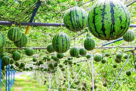 how to start a watermelon farm in nigeria step by step naijaxtreme