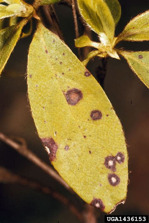 Leaf Spot Or Scorch Septoria Azalea On Rhododendrons And Azaleas