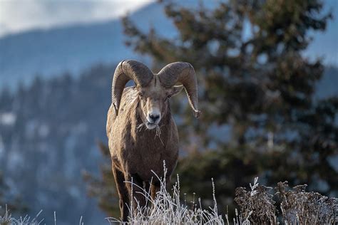 Ram Male Bighorn Sheep Standing On The Edge Of A Cliff With Fros 2
