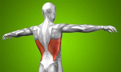 Latissimus Dorsi Pain Human Anatomy