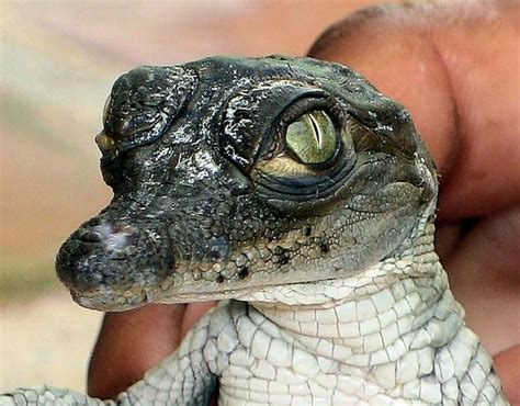 Face Of A Baby Crocodile