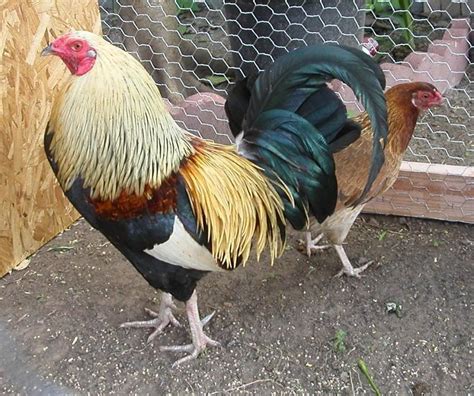 The First Rooster Is An American Gamefowl So Is The Hen With Him