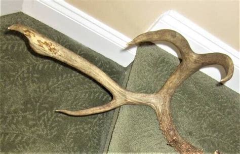 Massive Blacktail Deer Antlers Ebay